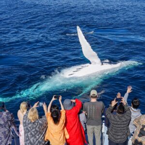 whale watching tour