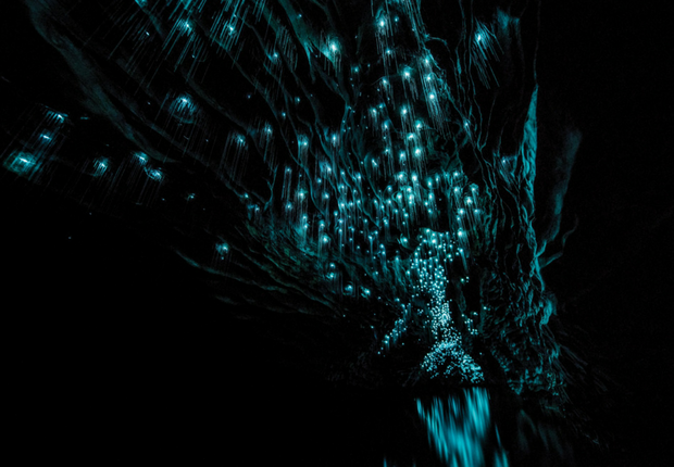 glowworms - black water rafting (4)