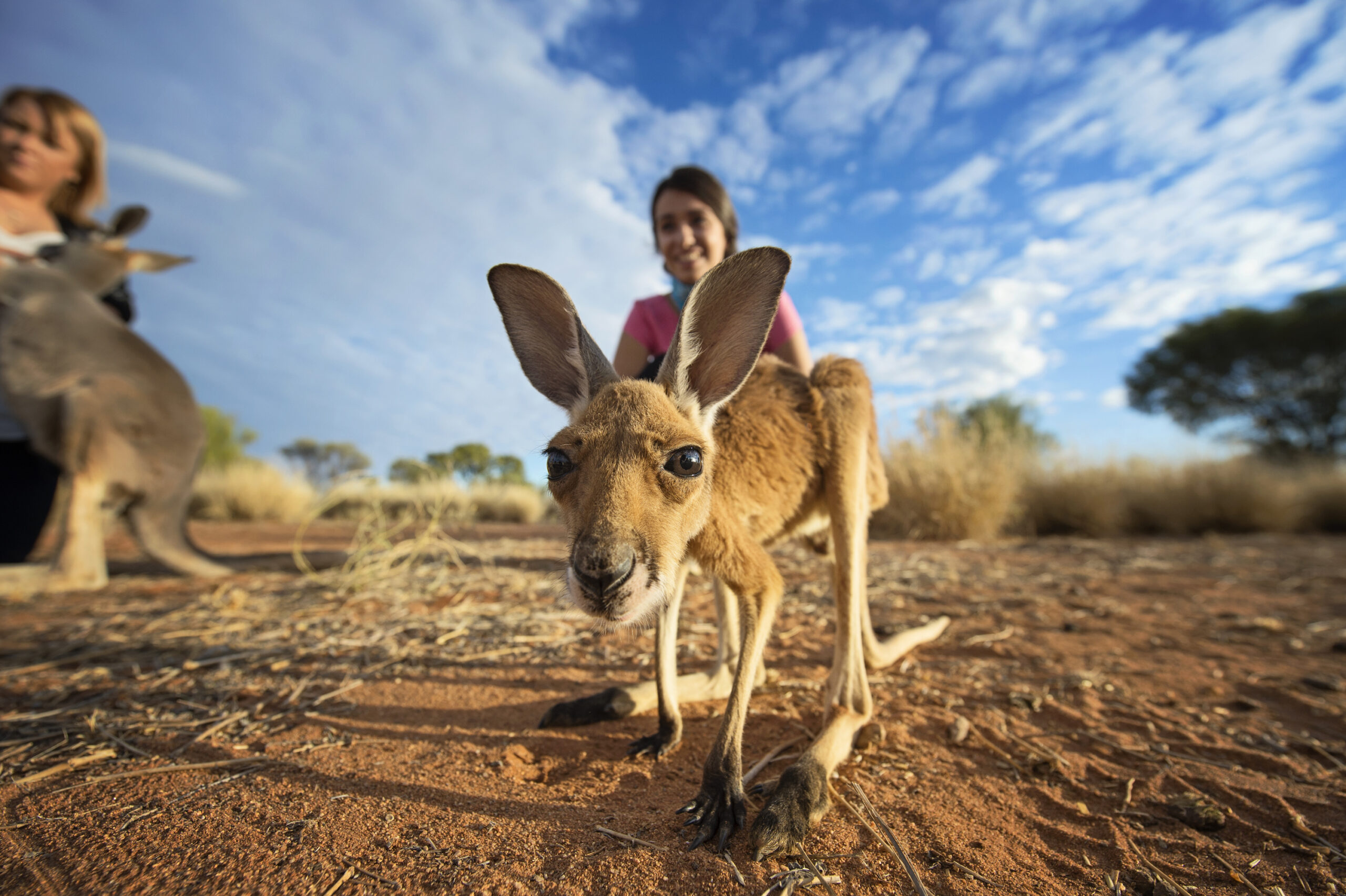 kangaroo