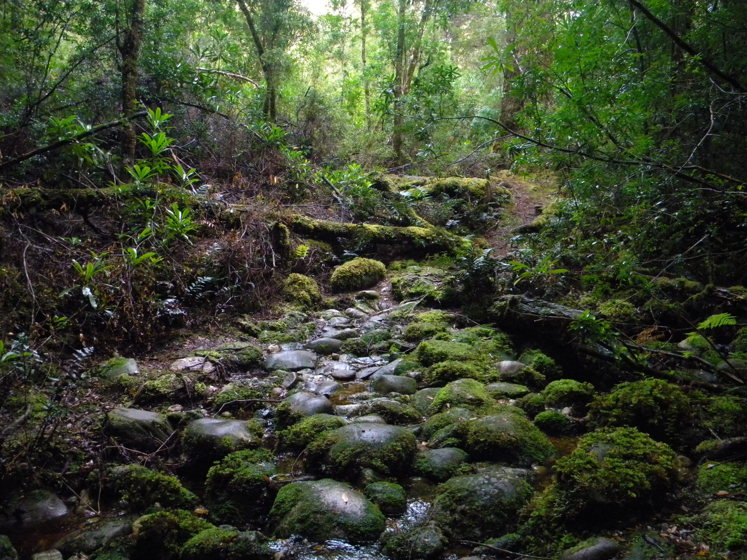 Tarkine Creek