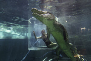 Crocosaurus Cove, Saltwater croc, Darwin, Croc Cage, NT, Swim with croc