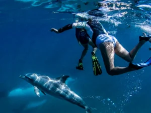 Swim with Dolphins