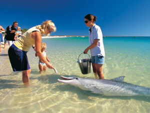 Meet the Famous Monkey Mia Dolphins