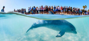 Top Things to Do in Monkey Mia