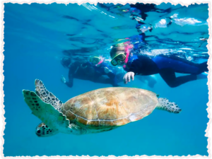 Snorkelling and Swimming at Great Keppel Island 