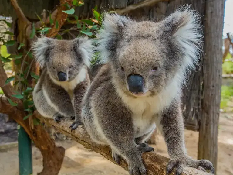 Adelaide Zoo