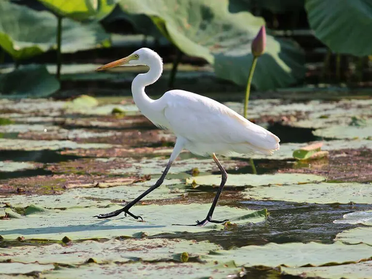 Birdwatching & Wetlands