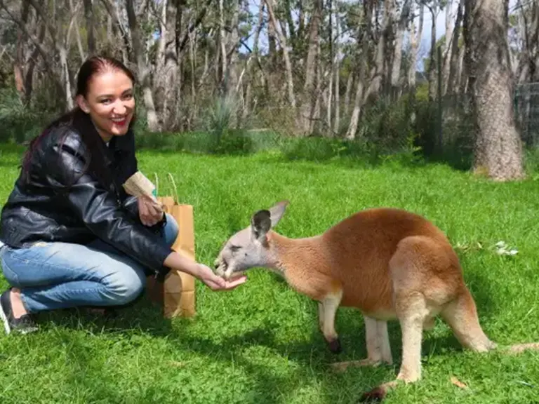 Cleland Wildlife Park