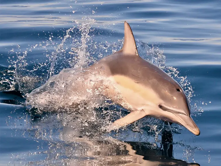 Wild Dolphin Swim