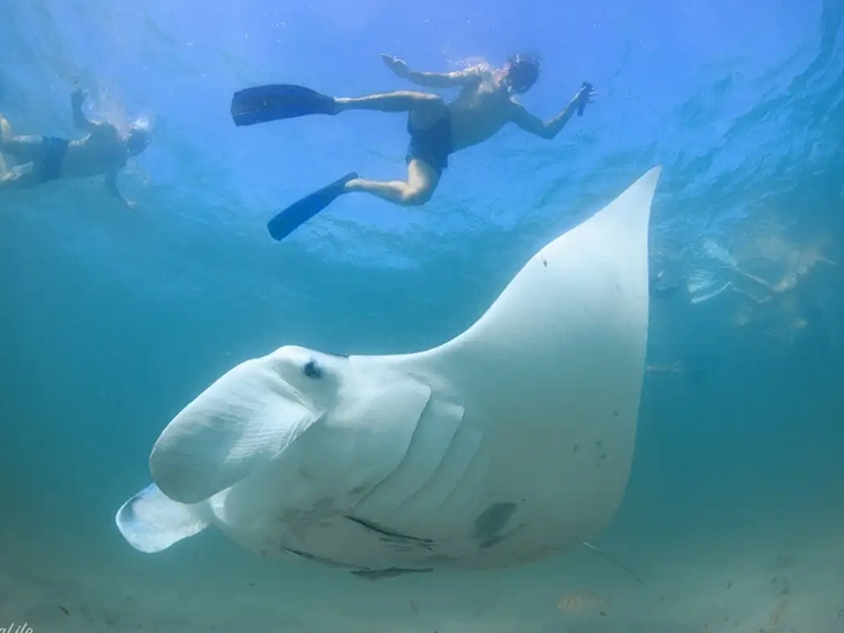 Manta Ray Marine Safari