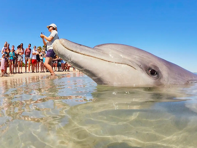 Monkey Mia’s Famous Dolphin Experience