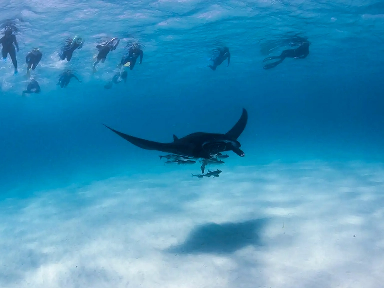 Manta Ray & Ningaloo Reef Swim Tour