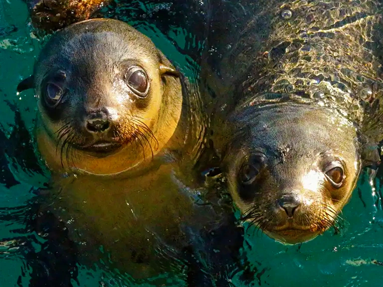 Phillip Island Seal Watching Cruise