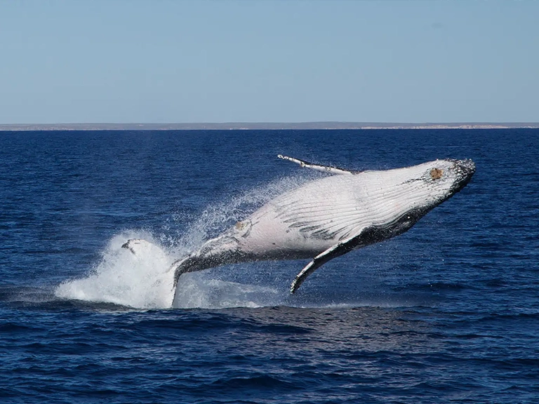 Swim with Whales Experience