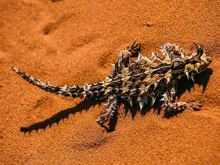 Wildlife Nature Tours Across the Coast