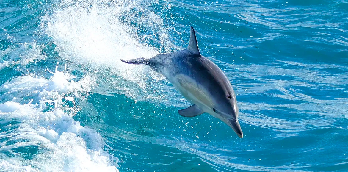 Whale Watching in Phillip Island