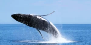 Whale Watching Phillip Island