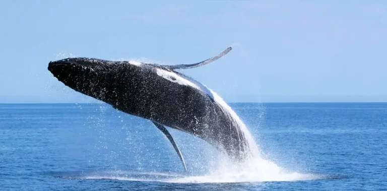 Whale Watching Phillip Island