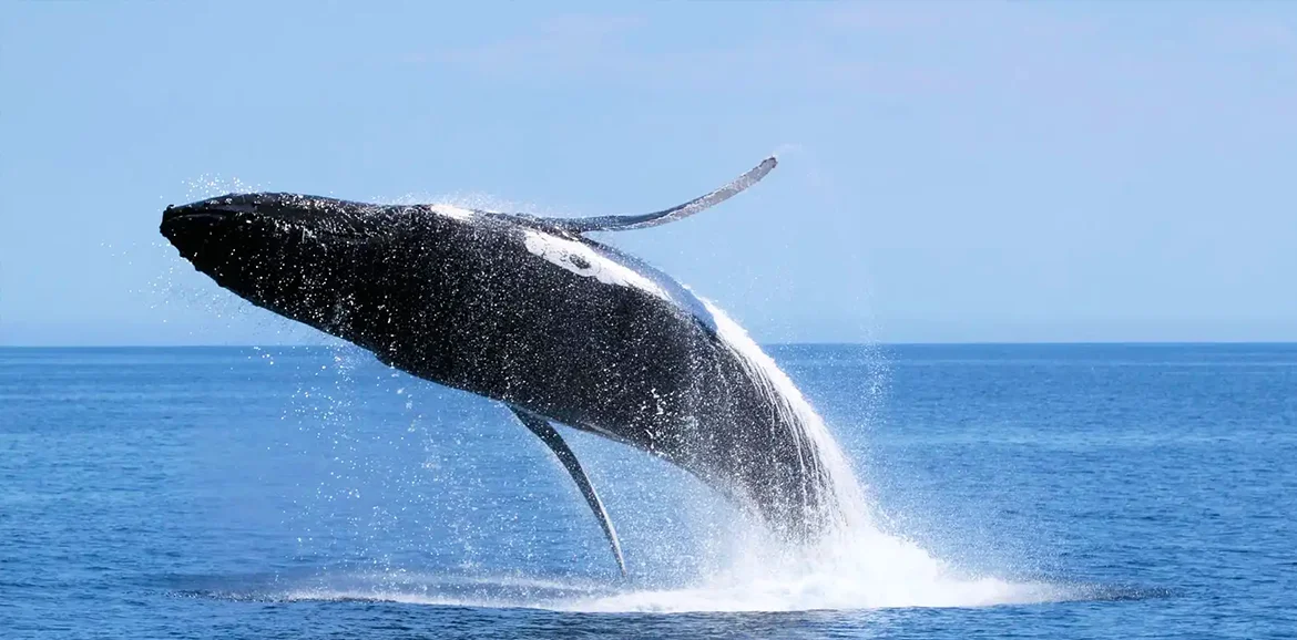 Whale Watching Phillip Island