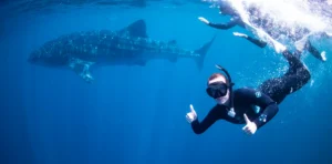 Coral Bay Snorkel Coral View Tour