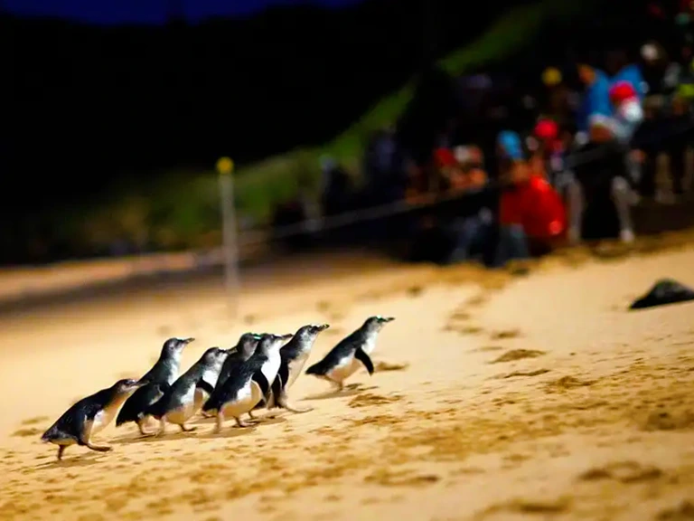 Phillip Island Penguin Parade Day Tour