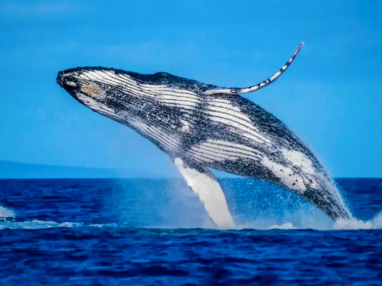 Whale Species Information
