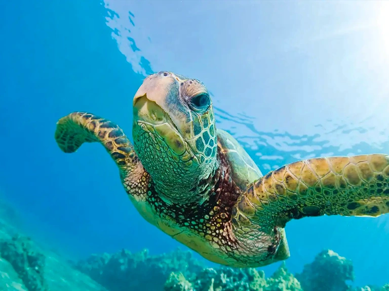 Weather in Hawaii in June