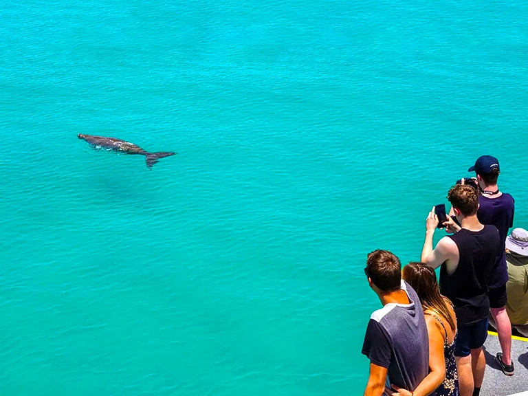 Dolphin Experience at Moreton Island