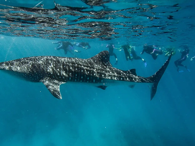 Marine Life by Month