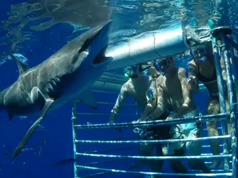 Oahu Shark Cage Diving at Haleiwa