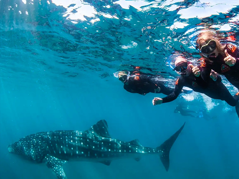 Swim with Whale Sharks (Exmouth)
