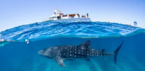 Swim with Whale Sharks in Australia