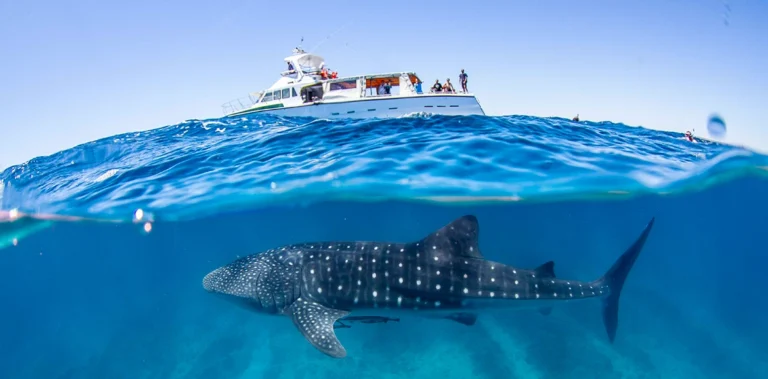 Swim with Whale Sharks in Australia