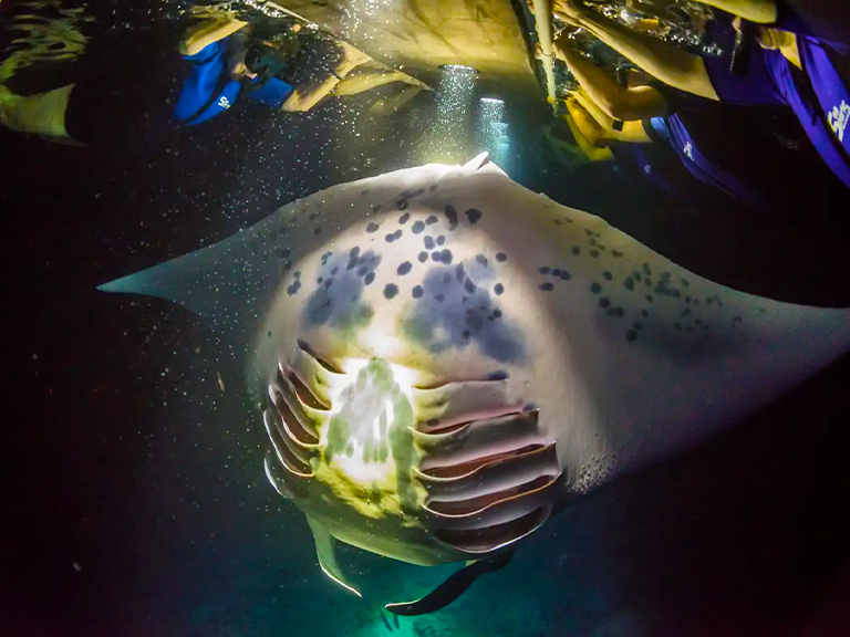 Snorkelling at Sunset and Night