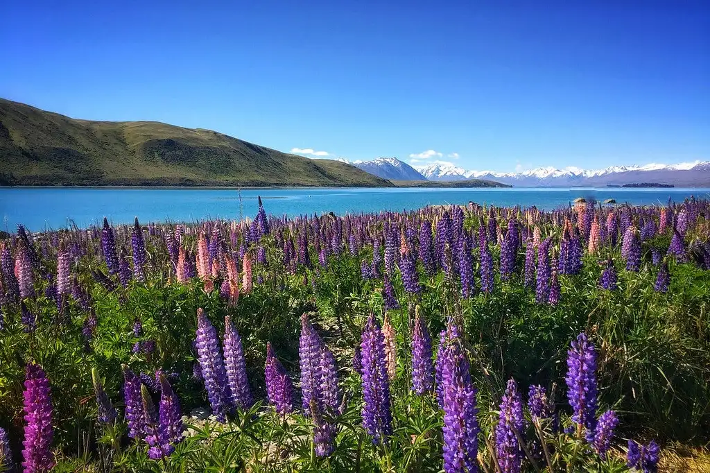 16 Day Amplified NZ Tour | Auckland To Christchurch (Or Reverse) | Haka Tours