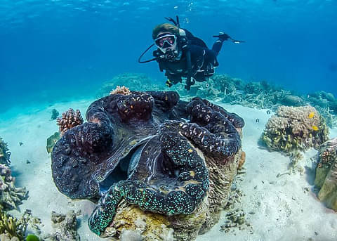 Great Barrier Reef Dive Trip