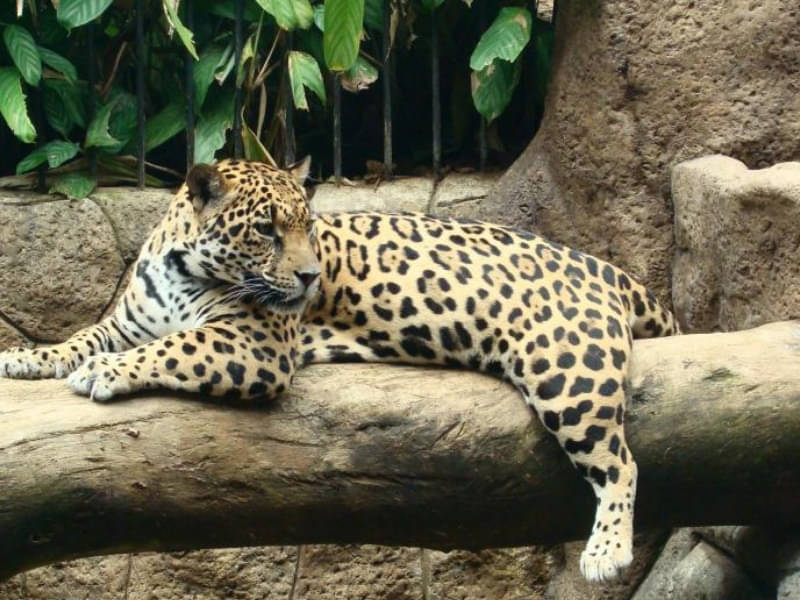 Captive Leopard Lying On Wooden Log In San Jose, Costa Rica