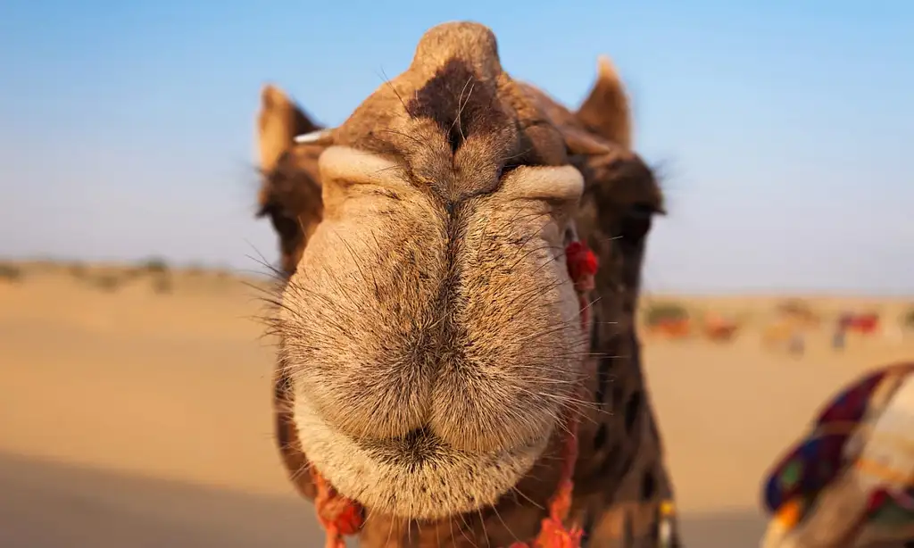 Camel Ride In Marrakech Palm Grove