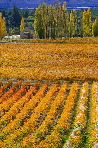 Boutique Wanaka Wine Tour Special