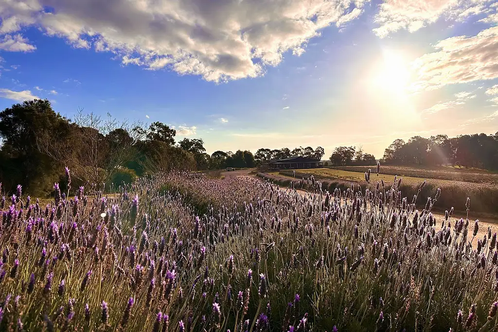 Pinnacles, Lavender Farm & Lobster Shack Tour | Perth
