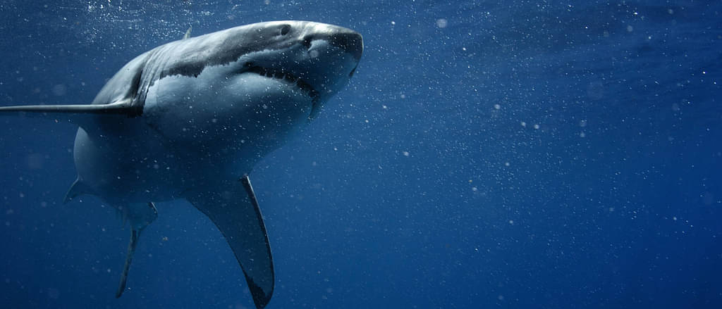 Great White Shark Swimming In Ocean Water Close To Surface