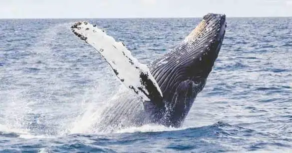 Port Stephens Whale Watching Day Trip ex-Sydney