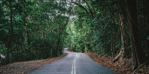 Premium Daintree & Cape Tribulation Day Tour Discount