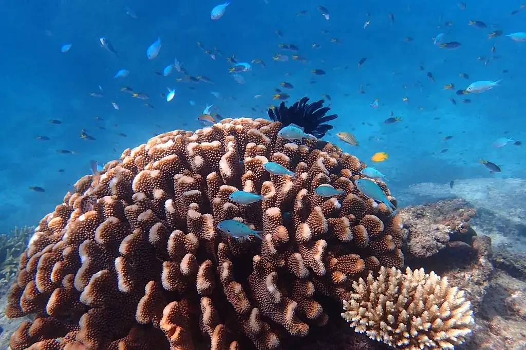 Reef & Island Day Tour | Outer Barrier Reef & Dunk Island | From Mission Beach