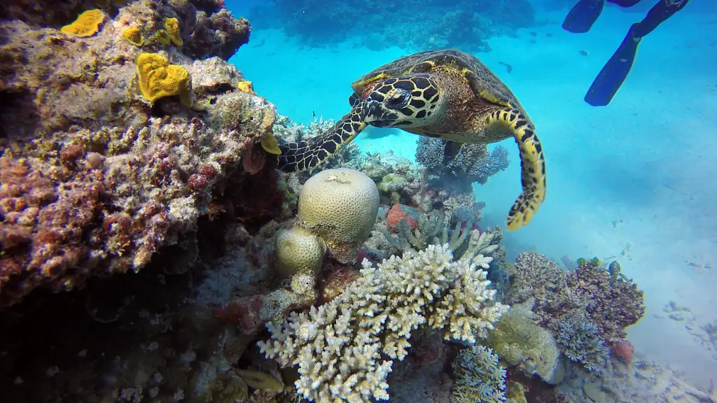 Discover Scuba Diving | Introductory Ocean Dive