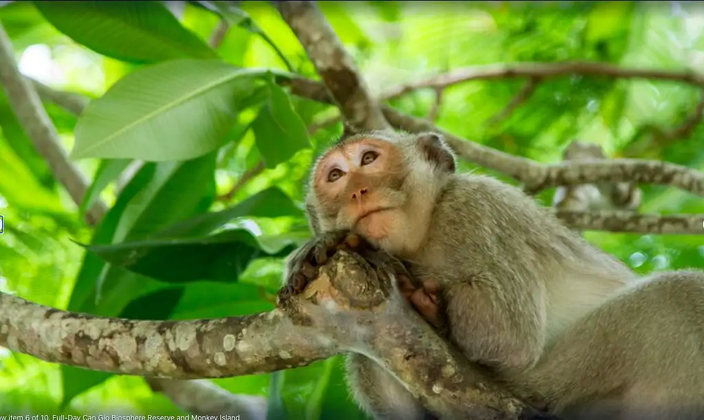 Can Gio and Monkey Island Tour with Lunch | Full Day Guided Tour