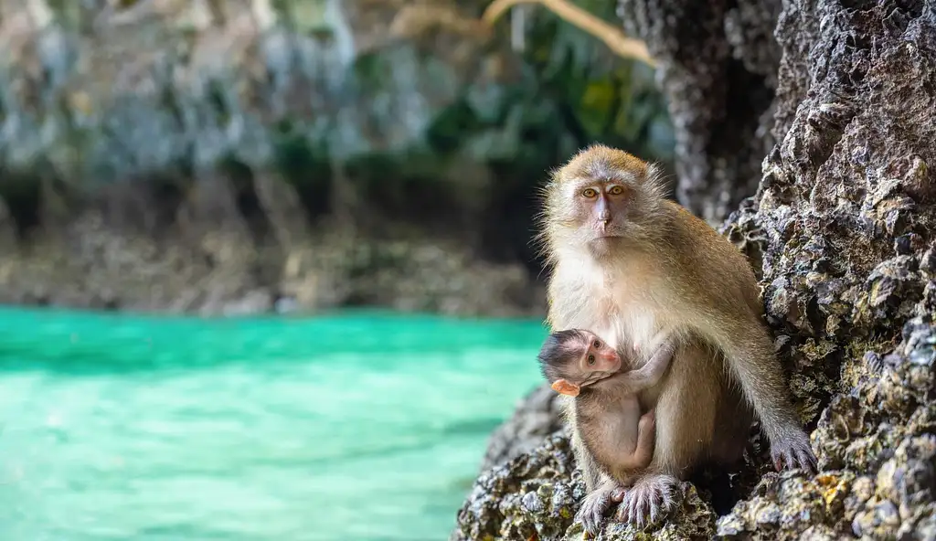 Phuket to Krabi Full Day Trip with Private Longtail Boat Tour in Phi Phi