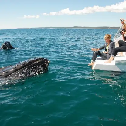 Exclusive Hervey Bay Whale Watching Encounter
