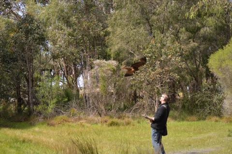 Eagles Heritage: Encounters and Birds of Prey Forest Walk
