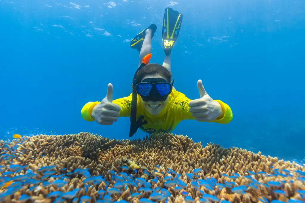 Ocean Safari Great Barrier Reef Adventure Afternoon Tour (July - Oct only)
